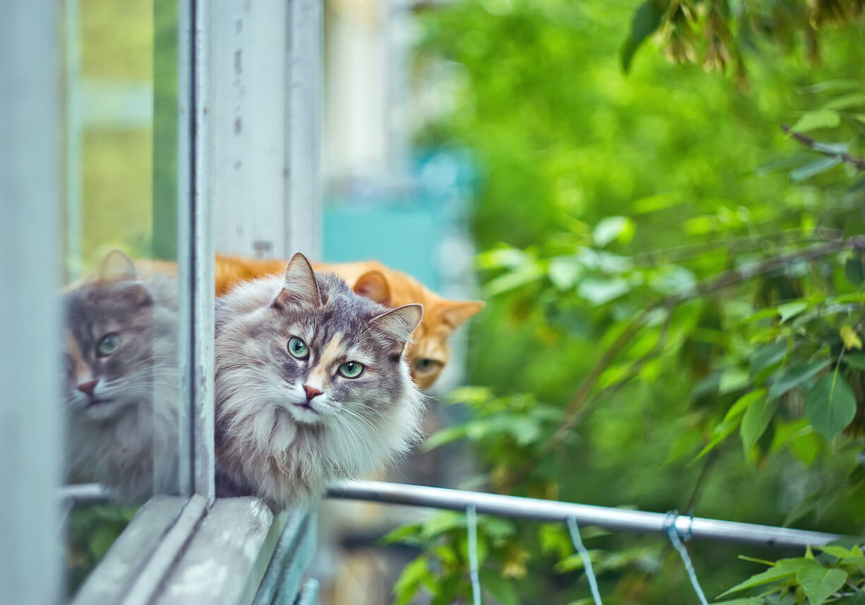 Katzen schauen aus dem Fenster