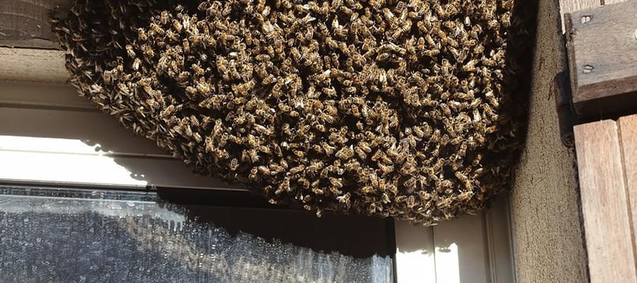 Bienenstock am Fensterrahmen