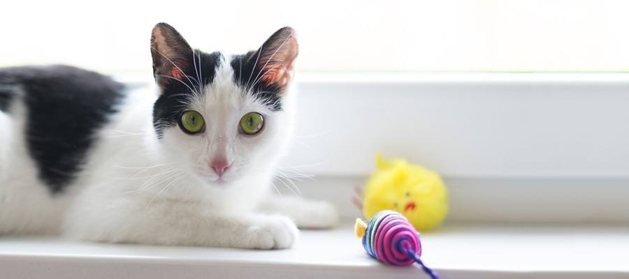 Katze auf dem Fensterbrett